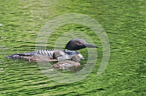Common Loon Gavia immer Mother and Chicks