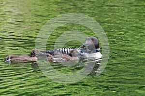 Common Loon Gavia immer Mother and Chicks