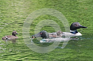 Common Loon Gavia immer Parent feeding Baby Chick on lake