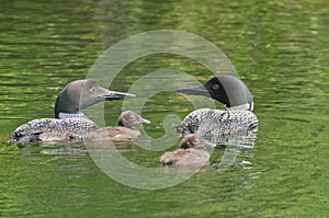 Common Loon Gavia immer Parents and Chicks