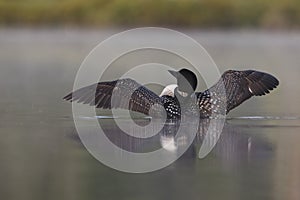 Common Loon (Gavia immer) Rising From a Misty Lake