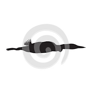 Common Loon Gavia Immer Silhouette Vector Found In North America