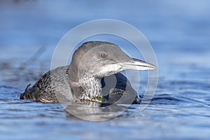 Common loon, Gavia immer, swimming