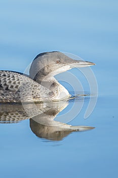 Common loon, Gavia immer, swimming