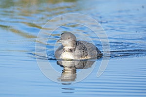 Common loon, Gavia immer, swimming