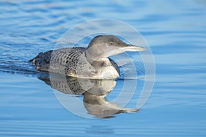 Common loon, Gavia immer, swimming