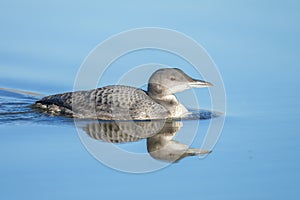 Common loon, Gavia immer, swimming