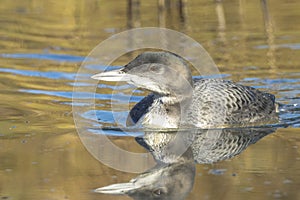 Common loon, Gavia immer, swimming