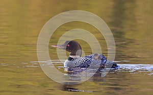 A Common Loon Gavia immer swimming with chick on her back in Ontario, Canada