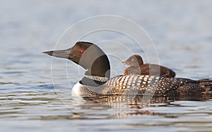 Common Loon Gavia immer swimming with chick on her back in Quebec, Canada