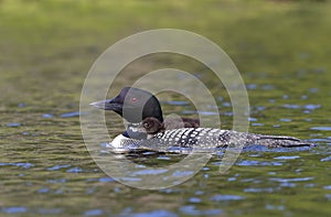 A Common Loon Gavia immer swimming with chick on her back on Wilson Lake, Que, Canada