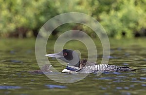 A Common Loon Gavia immer swimming with chick on her back on Wilson Lake, Que, Canada