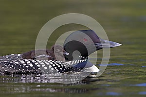 A Common Loon Gavia immer swimming with chick on her back on Wilson Lake, Que, Canada