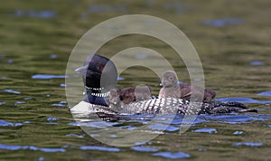 A Common Loon Gavia immer swimming with chick on her back on Wilson Lake, Que, Canada photo