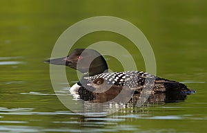 A Common Loon Gavia immer swimming with chick by her side on Wilson Lake, Que, Canada
