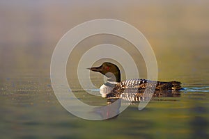 A Common Loon Gavia immer swimming  early morning on Wilson Lake, Que, Canada