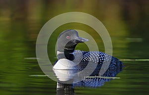 A Common Loon Gavia immer swimming on a green reflective lake on Wilson Lake, Que, Canada