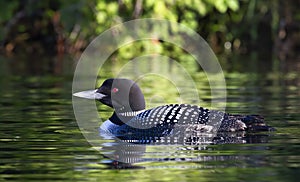 A Common Loon Gavia immer swimming on a reflective coloured lake in Ontario, Canada