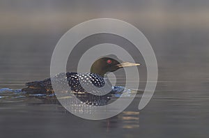 A Common Loon Gavia immer swimming on a reflective coloured lake in Ontario, Canada