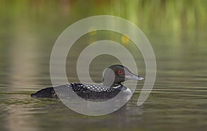 A Common Loon Gavia immer swimming on a reflective coloured lake in Ontario, Canada