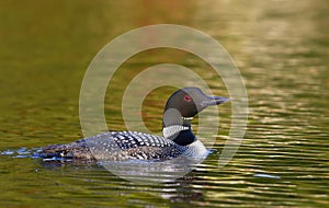 A Common Loon Gavia immer swimming on a reflective lake in Ontario, Canada