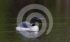 A Common Loon Gavia immer swimming on a reflective lake in Ontario, Canada