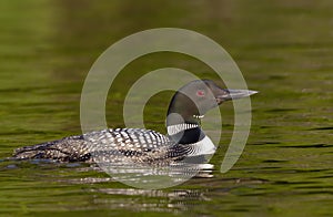 A Common Loon Gavia immer swimming on a reflective lake in Ontario, Canada
