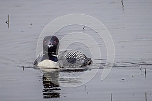 Common loon Gavia immer swimming on a Wisconsin lake during early spring.