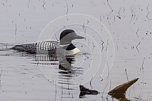 Common loon Gavia immer swimming on a Wisconsin lake during early spring.