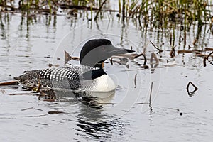 Common loon Gavia immer swimming on a Wisconsin lake during early spring.