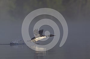 A Common Loon Gavia immer taking flight in the morning mist on Wilson Lake, Que, Canada