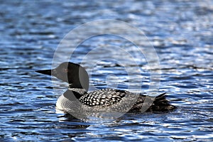 Common Loon or Great Northern Diver