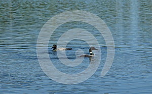 Common Loon or Great Northern Diver