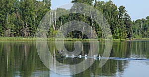 Common Loon or Great Northern Diver