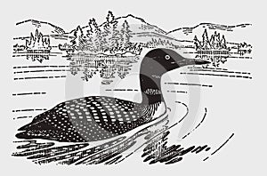 Common loon or great northern diver gavia immer swimming on a lake