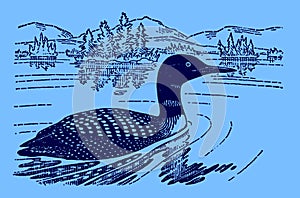 Common loon or great northern diver gavia immer swimming on a lake on a blue background