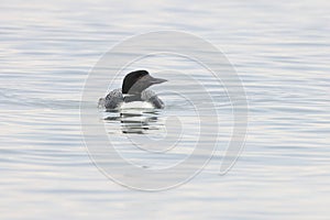 common loon or great northern diver (Gavia immer) Vancouver Island, British Columbia, Canada