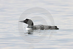 common loon or great northern diver (Gavia immer) Vancouver Island, British Columbia, Canada