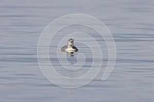 common loon or great northern diver (Gavia immer) Vancouver Island, British Columbia, Canada