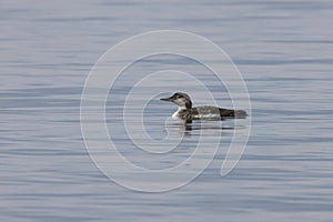 common loon or great northern diver (Gavia immer) Vancouver Island, British Columbia, Canada