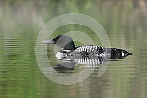 Common Loon - Haliburton, Ontario