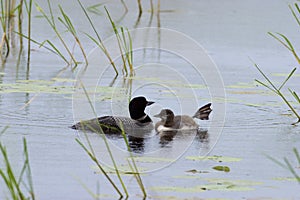 Common Loon with Immature  611939