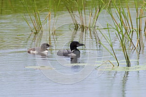 Common Loon with Immature  611945