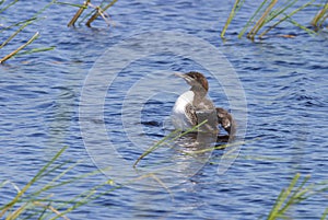 Common Loon Immature Flaps Wings   612603