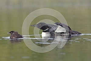 Common Loon Keeping Watch Over its Baby