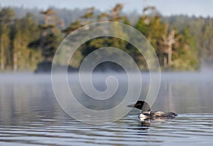 A Common Loon in Maine