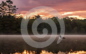 Common Loon in Maine