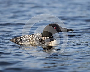 Common loon swimming on a lake