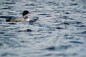 Common loon on lake water with space for text
