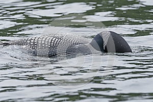 Common Loon Looking for Fish in Water